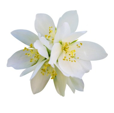 Yasemin çiçekleri beyaz arka planda izole