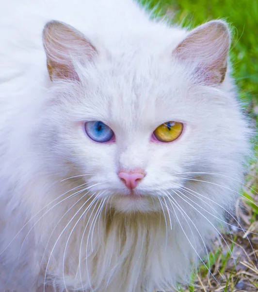 Retrato Gato Branco — Fotografia de Stock