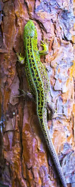 Eidechse Auf Einem Baum — Stockfoto