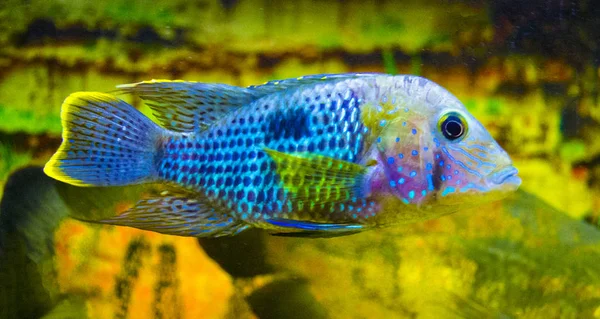 Acara Cichlid Peixes Aquário — Fotografia de Stock