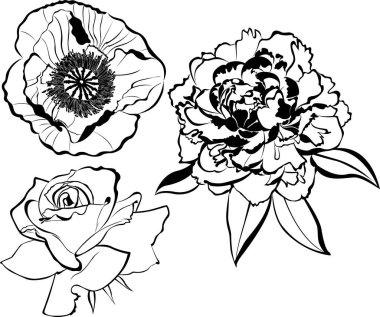 Çiçekler beyaz zemin üzerine izole topluluğu