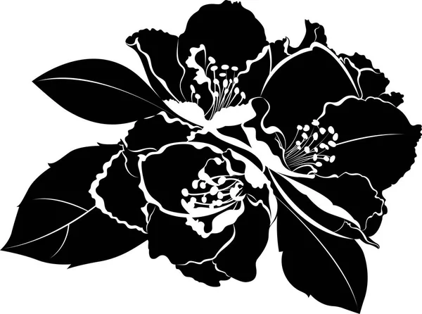 Flores Jazmín Aisladas Sobre Fondo Blanco — Vector de stock