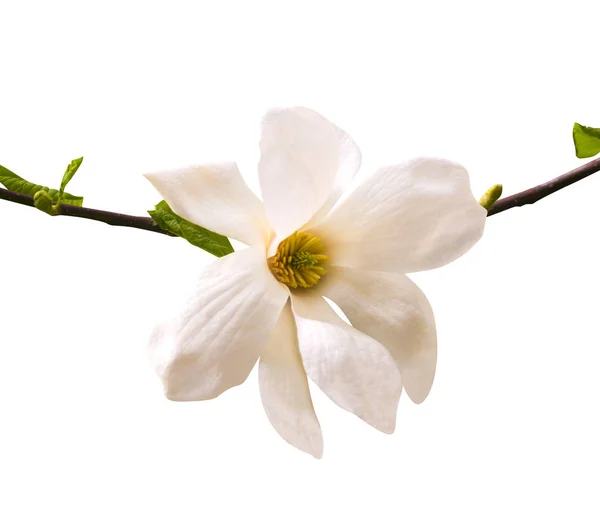 Magnolia Fiore Isolato Sfondo Bianco — Foto Stock