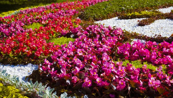 Begonia Flowers Landscape Design — Stock Photo, Image