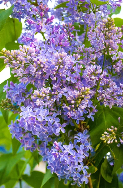 Floral Background Lilac Flowers — Stock Photo, Image