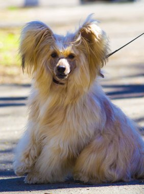 Çince Tepeli köpek doğurmak