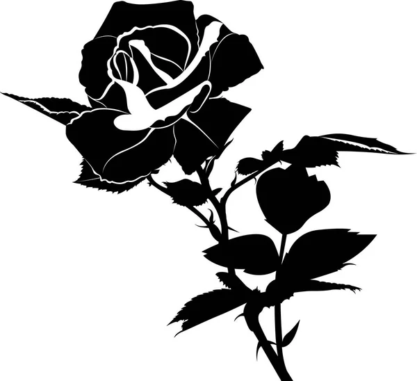 Rosa Flores Aisladas Sobre Fondo Blanco — Vector de stock