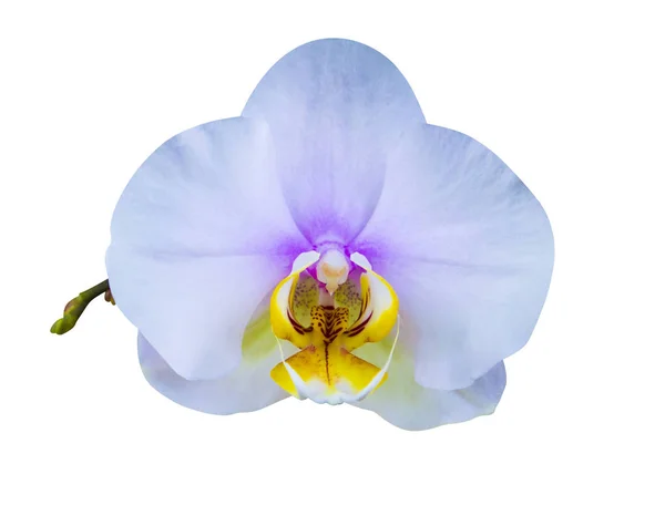 Fiore Orchidea Isolato Sfondo Bianco — Foto Stock