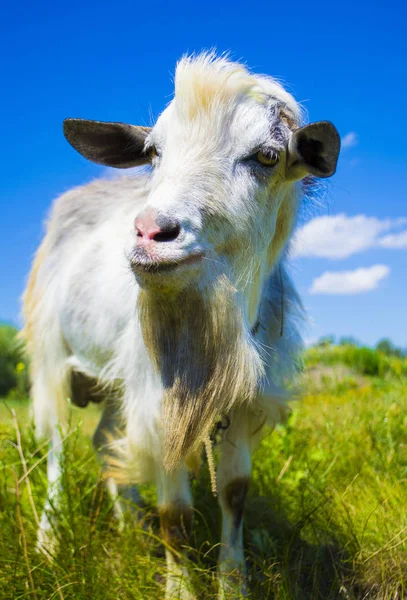 Portrait Goat — Stock Photo, Image