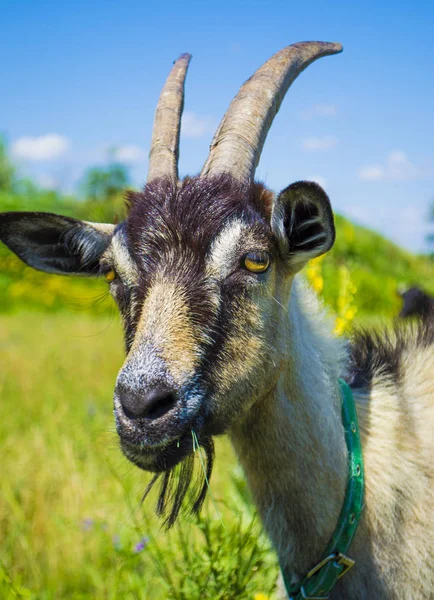 Close Goat Head — Stock Photo, Image