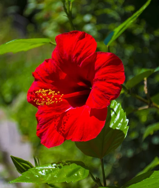 Rote Hibiskusblüte Auf Grünem Hintergrund — Stockfoto
