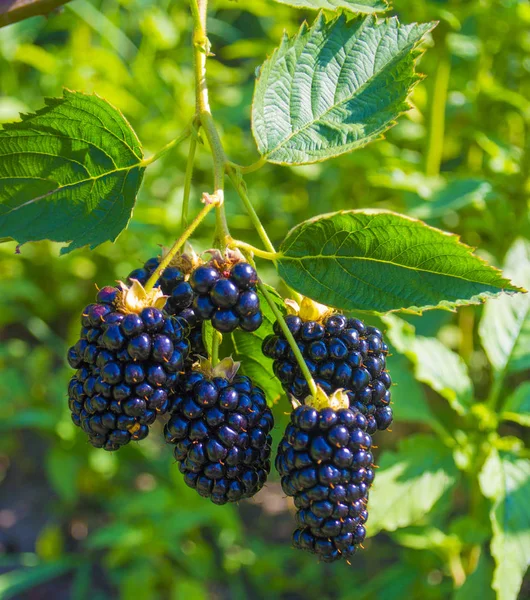 ブラックベリーの果実のクローズ アップ — ストック写真