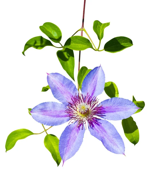 Paars Clematis Bloemen Geïsoleerd Witte Achtergrond — Stockfoto