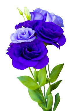 Çiçekler beyaz arkaplanda izole edilmiş.