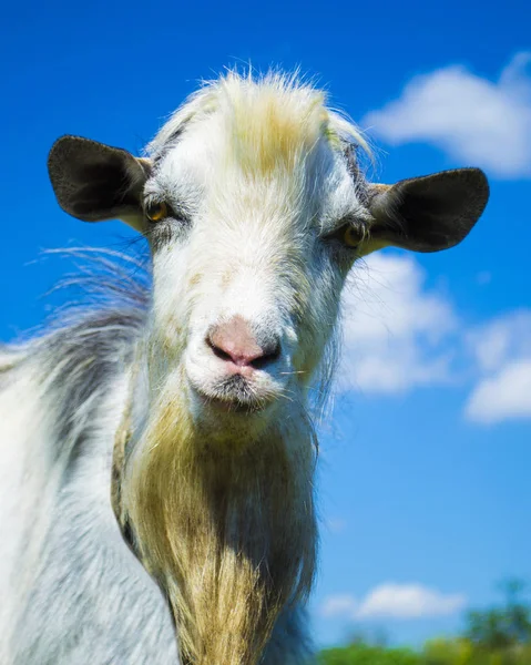 Portrait Une Chèvre Chèvre Contre Ciel Bleu — Photo