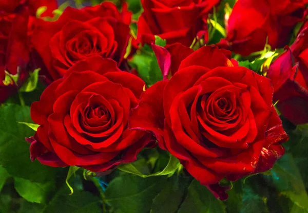 Festlicher Strauß roter Rosen — Stockfoto