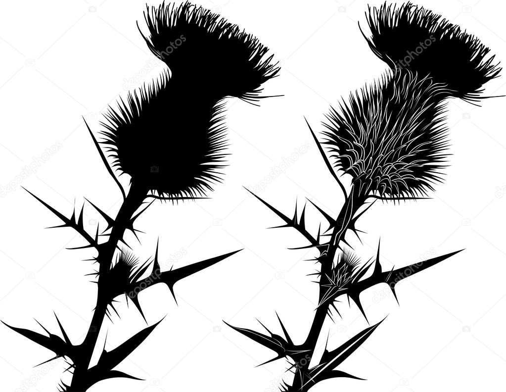 milk thistle flower in bloom in spring vector black silhouette isolated on white background