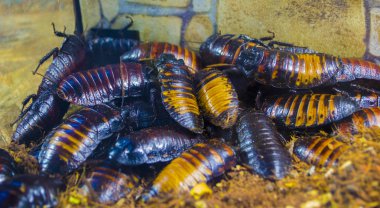 Madagaskar tıslayan hamamböceği. Madagaskar hamam böceği böcek