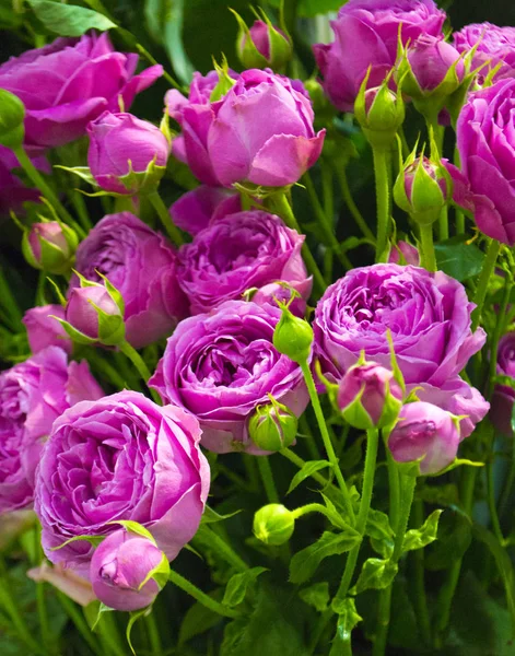 Floral Bakgrund Rosor — Stockfoto