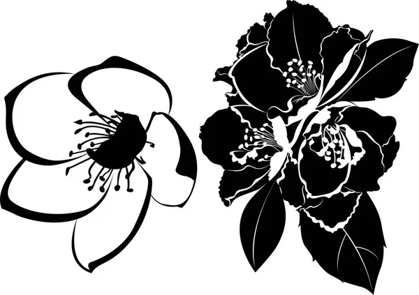 白地に孤立したジャスミンの花 — ストックベクタ