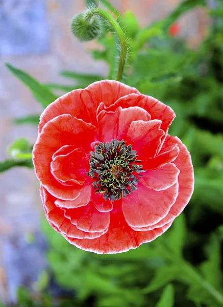 Fleurs Les Coquelicots Rouges Fleurissent Sur Champ Sauvage — Photo