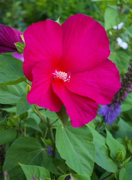 Blüten Des Roten Hibiskus Rosenblüte — Stockfoto