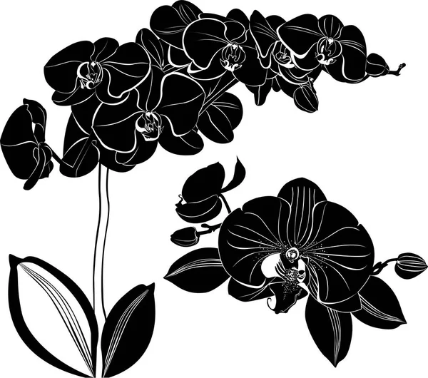 Orkidé Blommor Isolerad Vit Bakgrund — Stock vektor