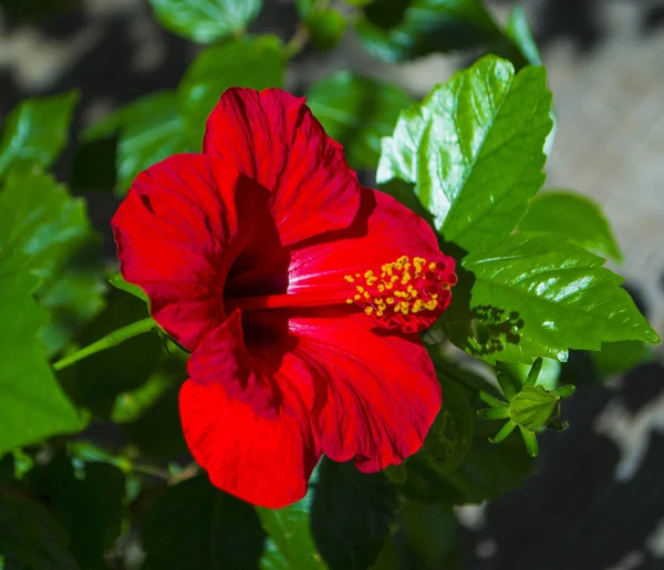 Rote Hibiskusblüte Auf Grünem Hintergrund — Stockfoto