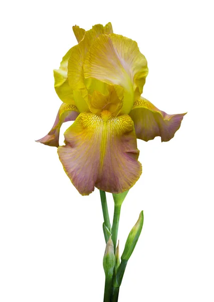 Blomma Gul Iris Isolerad Vit Bakgrund — Stockfoto