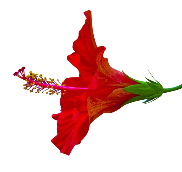 Красный Гибискус Цветок Изолирован Белом Фоне — стоковое фото
