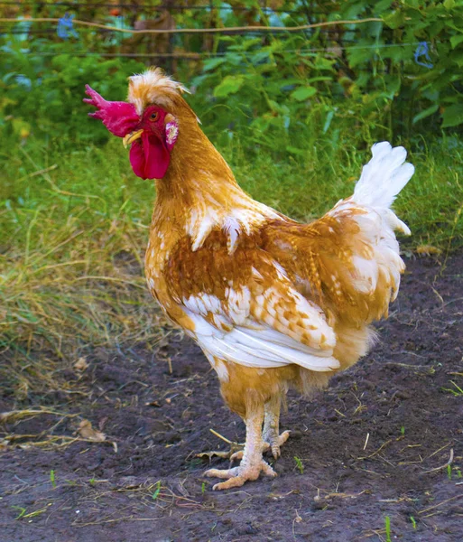 Rooster Farm — Stock Photo, Image