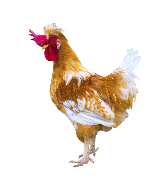 Rooster Isolated White Background — Stock Photo, Image