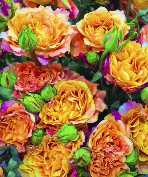 Fond Festif Roses Orange — Photo