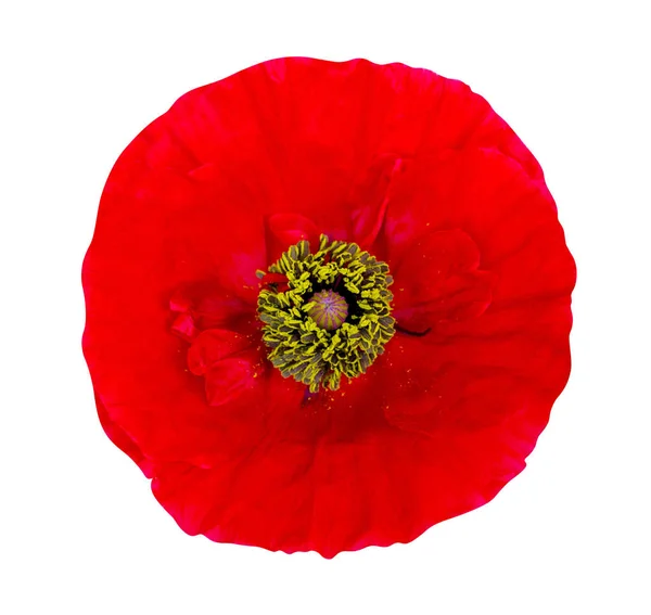 Red Poppy Isolated White Background — Stock Photo, Image