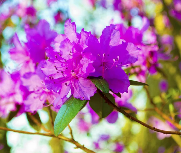 Rhododendron Blommor Våren Bakgrund — Stockfoto