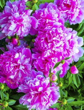 çiçek arka planını pions