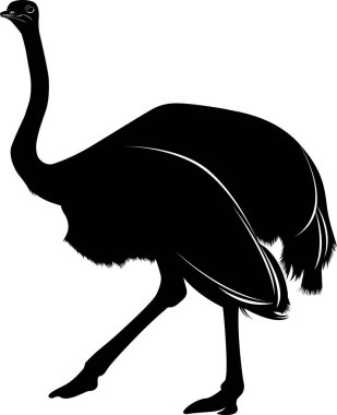 Beyaz arka plan üzerinde izole bir kuş devekuşu silüeti