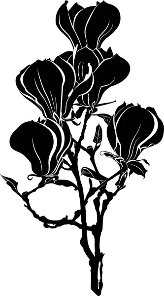 Magnolia Blomma Isolerad Vit Bakgrund — Stock vektor