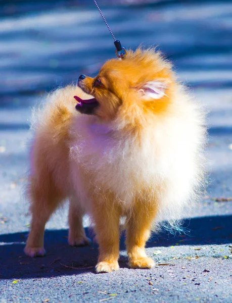 Dog Pomeranian Close — Stock Photo, Image