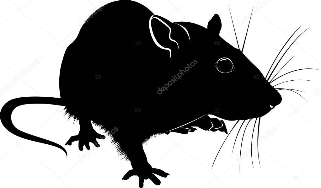 silhouette of rat isolated on white background