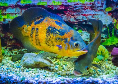 Sualtı Yüzme Oscar balığı (Astronotus ocellatus)