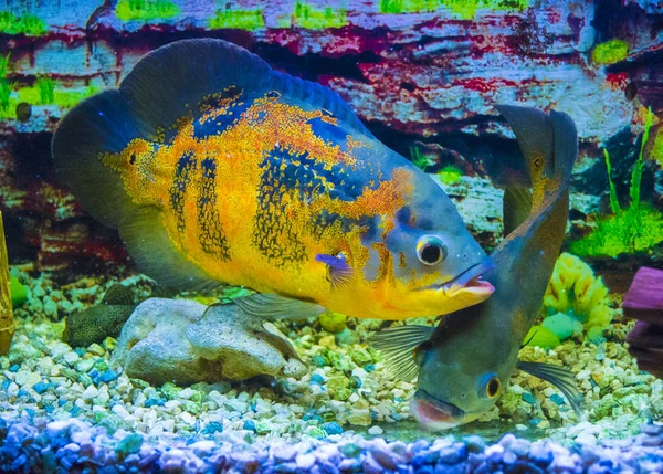 Oscar Peixe Astronotus Ocellatus Nadando Subaquático — Fotografia de Stock