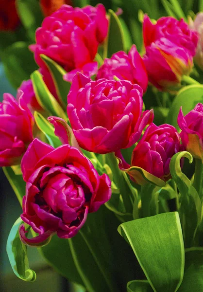 Floral Φόντο Μπουκέτο Από Κόκκινες Τουλίπες — Φωτογραφία Αρχείου