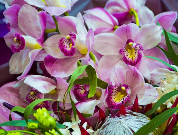 Floral Background Orchids — Stock Photo, Image