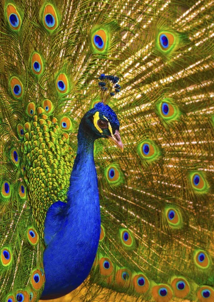 Belo Pavão Macho Com Penas Expandidas — Fotografia de Stock