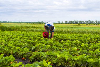 adam bir çilek toplar