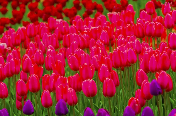 Campo Tulipani Rosa Tulipano Floreale Sfondo — Foto Stock