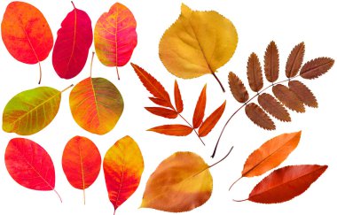 Beyaz arkaplanda izole edilmiş sonbahar yaprakları