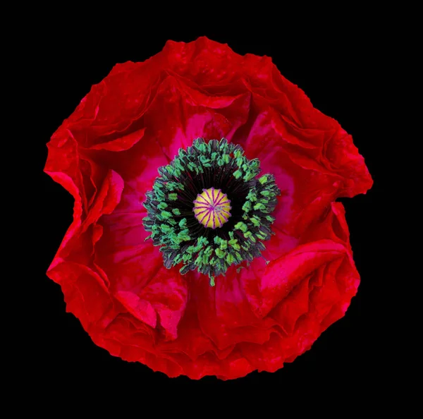 Red Poppy Flower Black Background — Stock Photo, Image