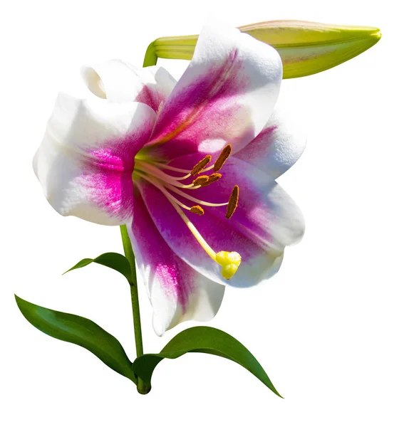 Lily Flowers Isolated White Background — Stock Photo, Image